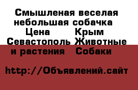 Смышленая веселая небольшая собачка › Цена ­ 1 - Крым, Севастополь Животные и растения » Собаки   